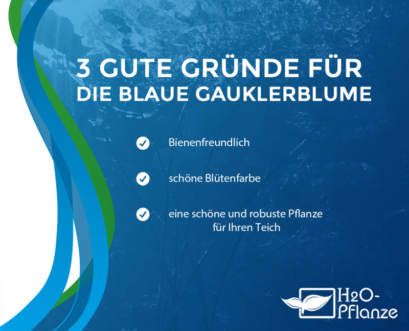 Blaue Gauklerblume - Mimulus ringens